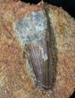 Spinosaurus Tooth Still In Sandstone #19168-2